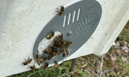 essaim-abeilles-naturapi-libourne