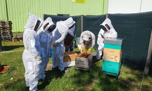 formation-apiculture-naturapi-libourne-33500